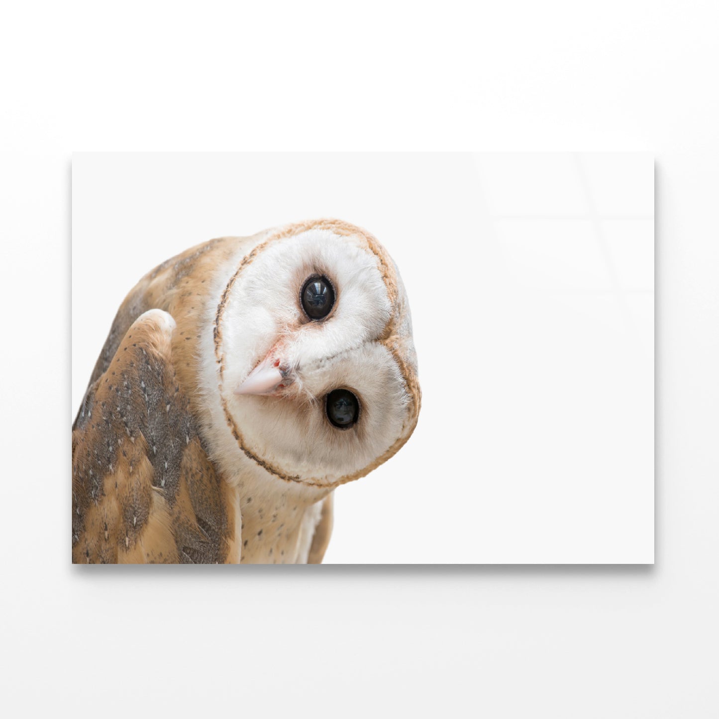 White and Brown Barn Owl Resting Acrylic Glass Print Tempered Glass Wall Art 100% Made in Australia Ready to Hang - Bella Home Decor