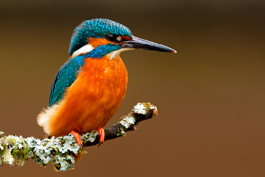 Brightly Colored Kingfisher on A Lichen Cover Branch Isolated on A Natural Brown Background Acrylic Glass Print Tempered Glass Wall Art 100% Made in Australia Ready to Hang - Bella Home Decor