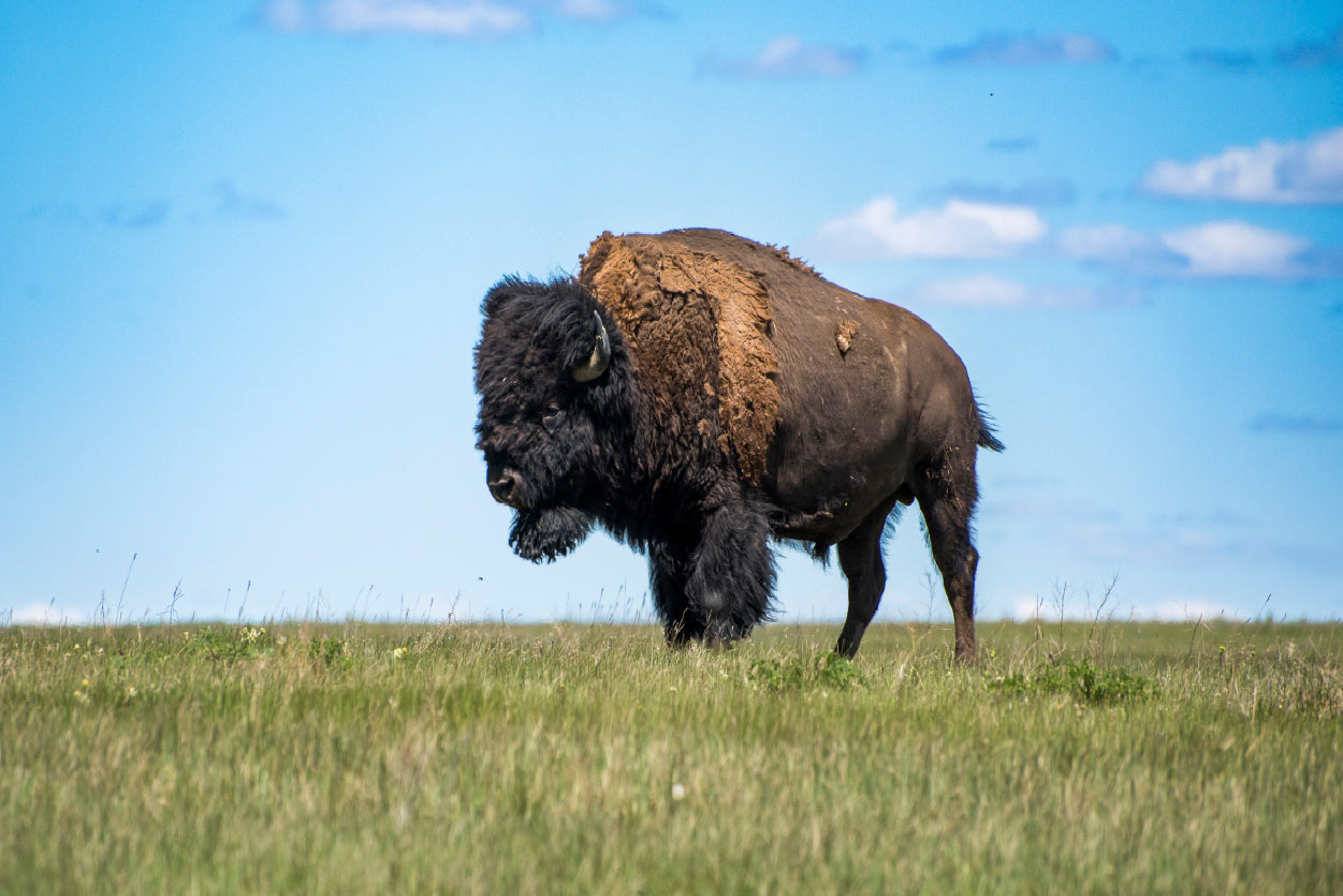 Bison in Grasslands National Park Home Decor Premium Quality Poster Print Choose Your Sizes - Bella Home Decor
