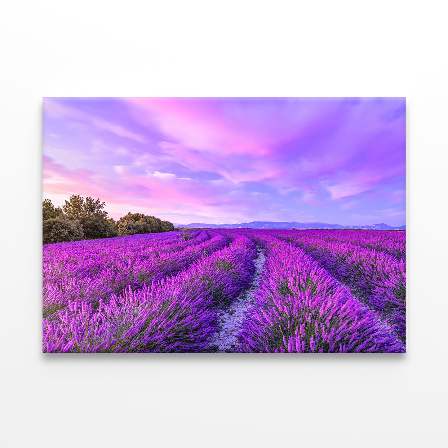 Sunset with Blooming Lavender Flowers Wall Art Decor 100% Australian Made - Bella Home Decor