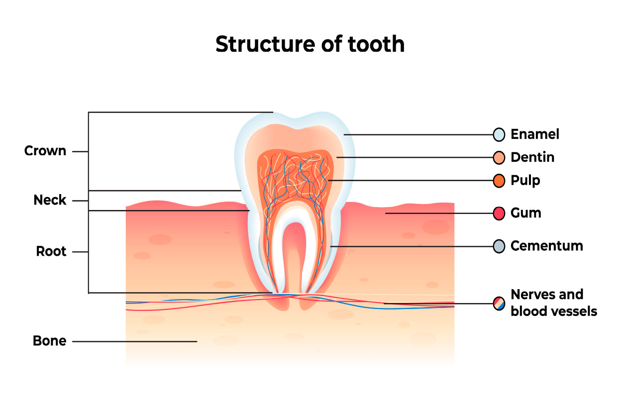 Structure Tooth Infographics Home Decor Premium Quality Poster Print Choose Your Sizes - Bella Home Decor