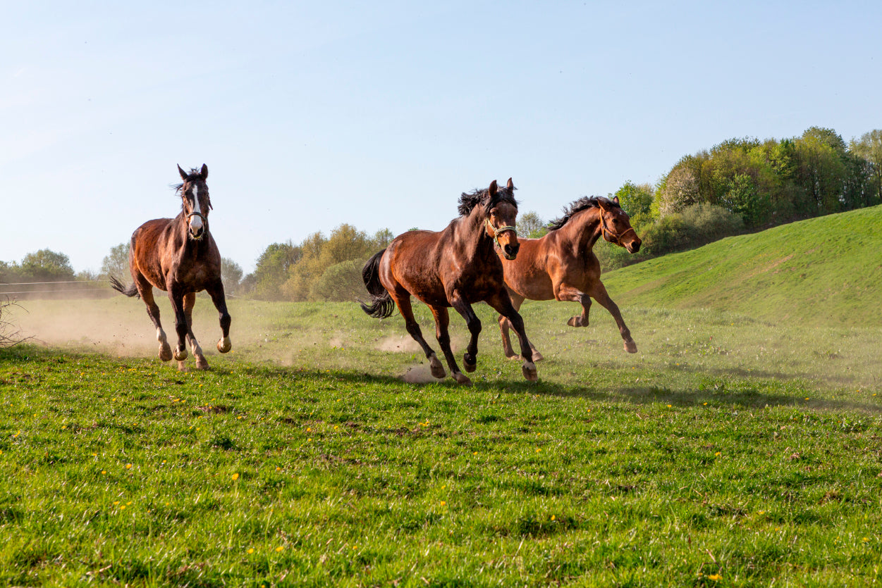Three Horses at Full Gallop View Home Decor Premium Quality Poster Print Choose Your Sizes - Bella Home Decor