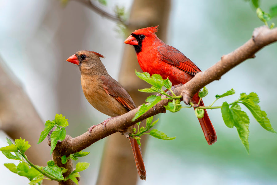 Northern Cardinal Pair in Spring Wall Art Decor 100% Australian Made - Bella Home Decor