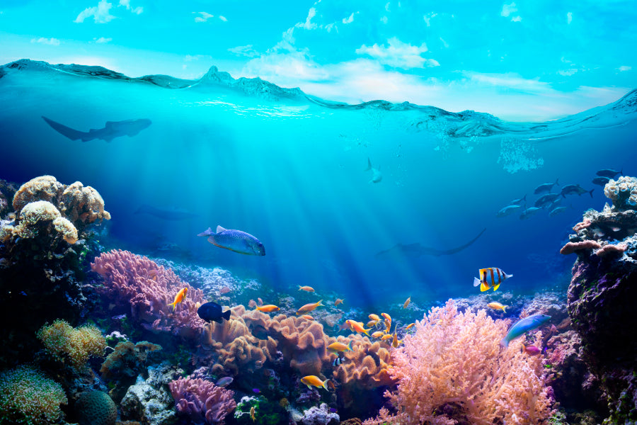 Underwater View of The Coral Reef Home Decor Premium Quality Poster Print Choose Your Sizes - Bella Home Decor