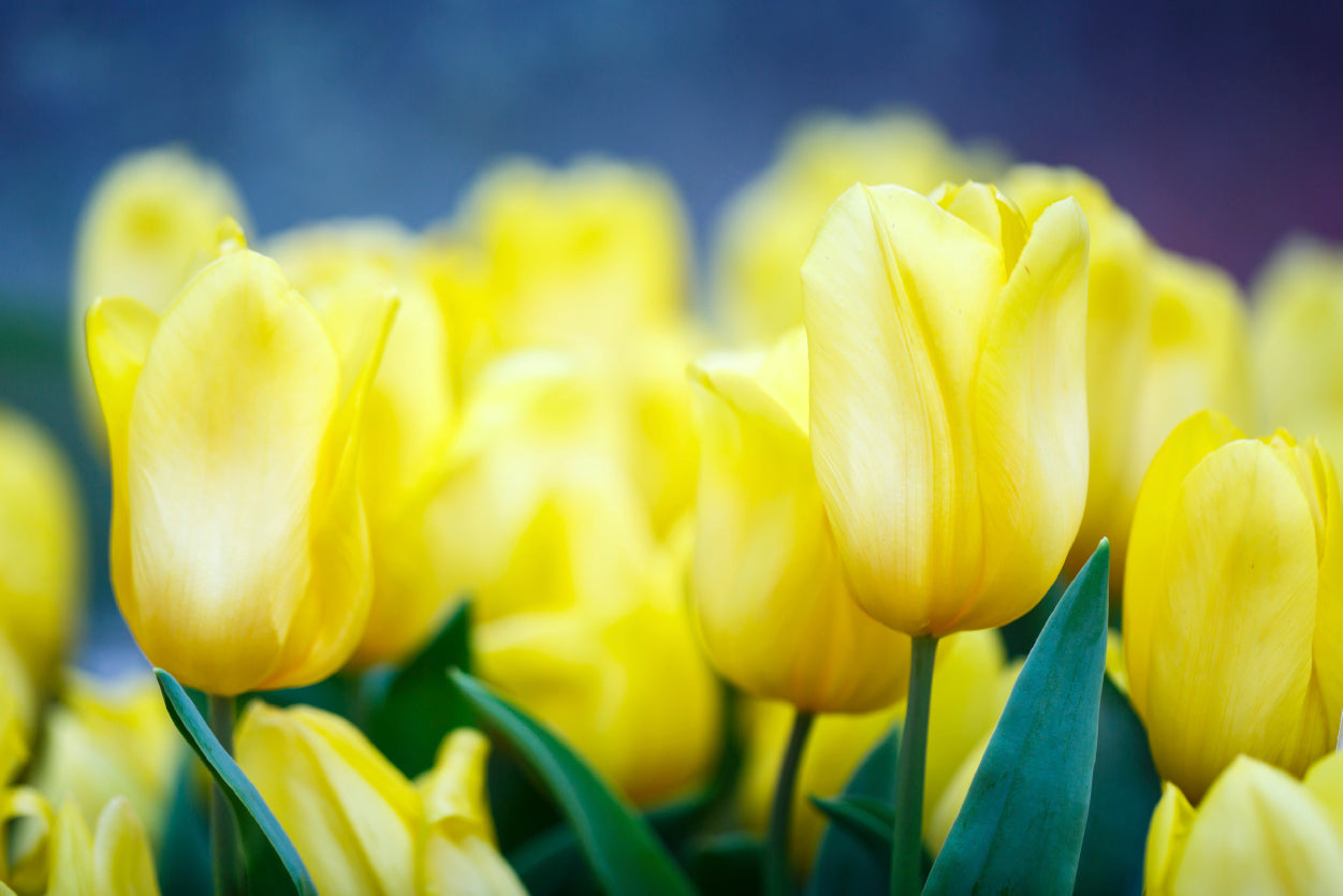 A Group of Yellow Flowers Known As Lady Tulips Home Decor Premium Quality Poster Print Choose Your Sizes - Bella Home Decor