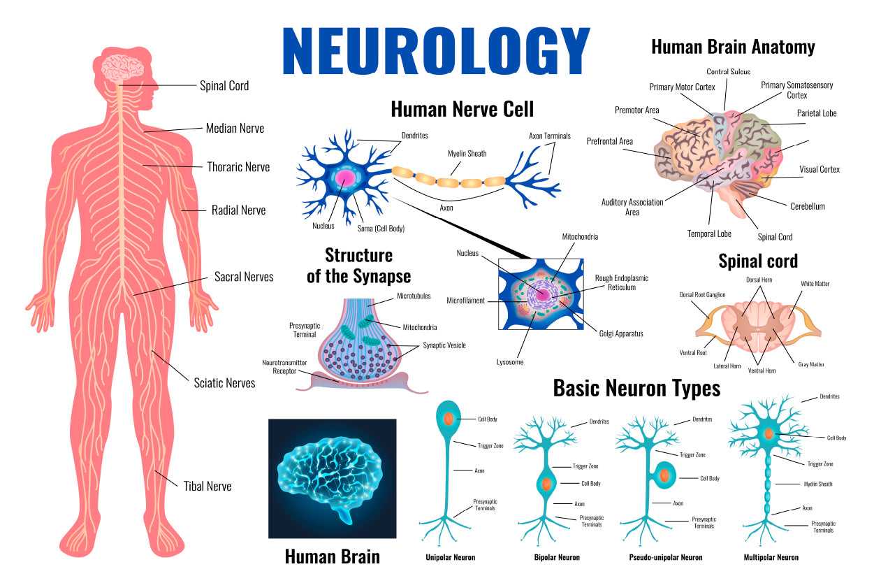 Neurology And Human Brain Set Illustration Home Decor Premium Quality Poster Print Choose Your Sizes - Bella Home Decor