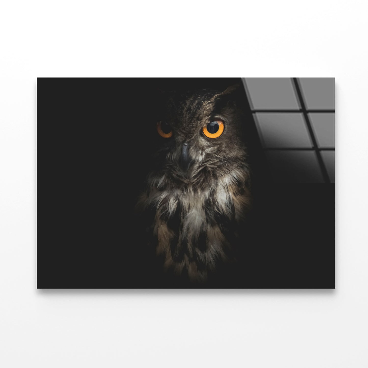 Eurasian Eagle - Owl with Black Acrylic Glass Print Tempered Glass Wall Art 100% Made in Australia Ready to Hang - Bella Home Decor