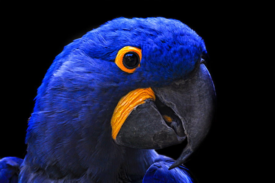 Close-Up Of a Parrot Head with Black Background Home Decor Premium Quality Poster Print Choose Your Sizes - Bella Home Decor