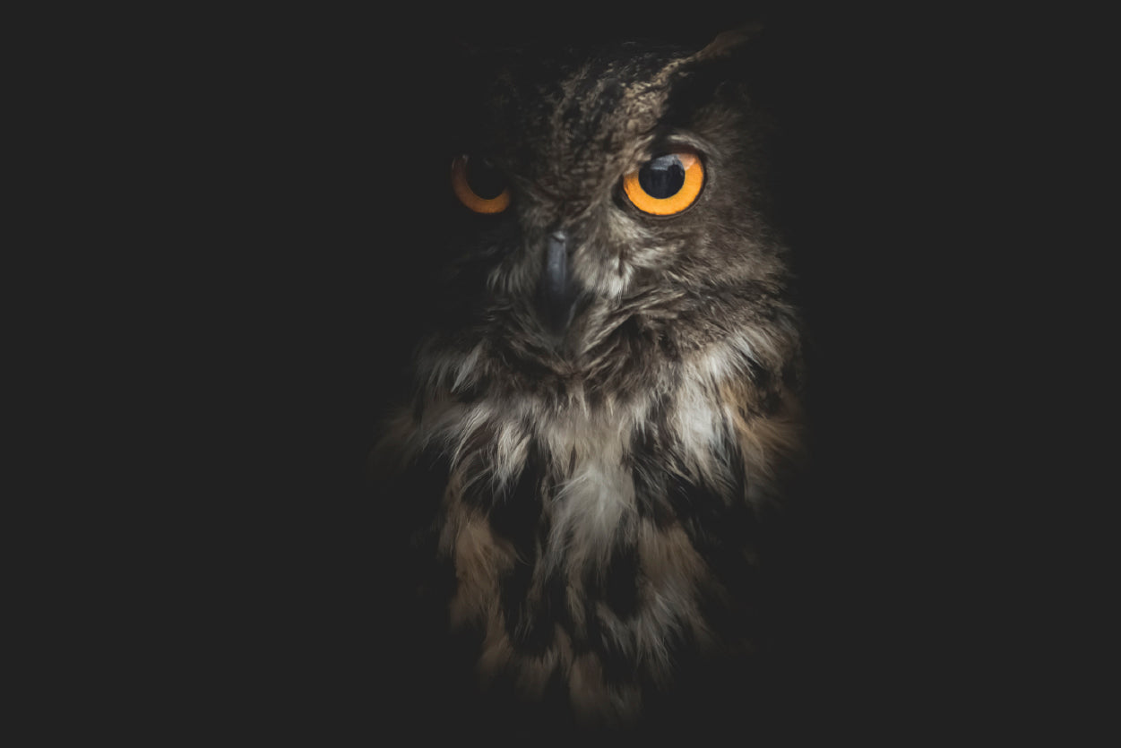 Eurasian Eagle - Owl with Black Home Decor Premium Quality Poster Print Choose Your Sizes - Bella Home Decor