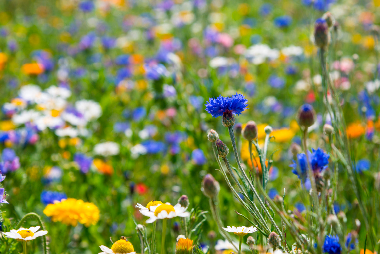 Beautiful Flowering Meadows View Home Decor Premium Quality Poster Print Choose Your Sizes - Bella Home Decor