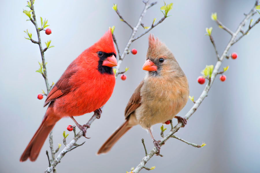 Red Bird or Northern Cardinal Mates Perched on Holly Branches Wall Art Decor 100% Australian Made - Bella Home Decor