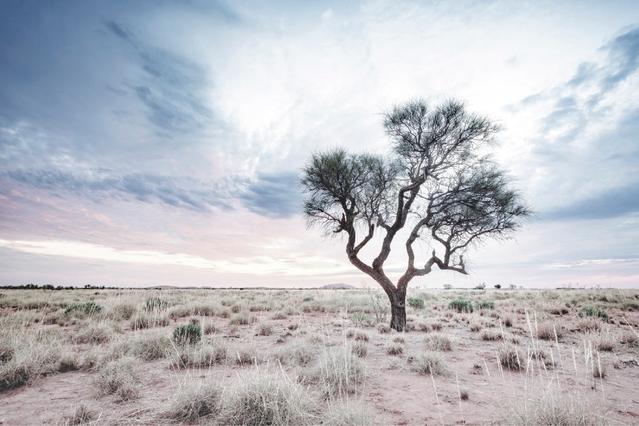 Dead Tree on Landscape & Cloudy Sky Photograph Glass Framed Wall Art, Ready to Hang Quality Print