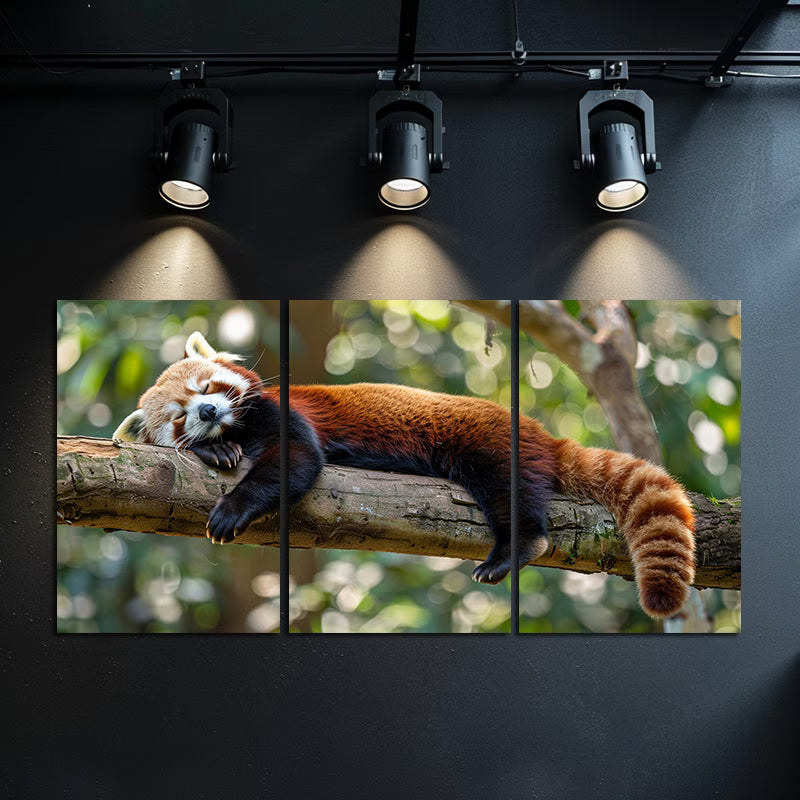 3pcs Red Panda Sleeping on The Branch of a Tree Wall Art Set Canvas Framed 50x70cm - High Quality Print 100% Australian Made Wall Canvas Ready to Hang