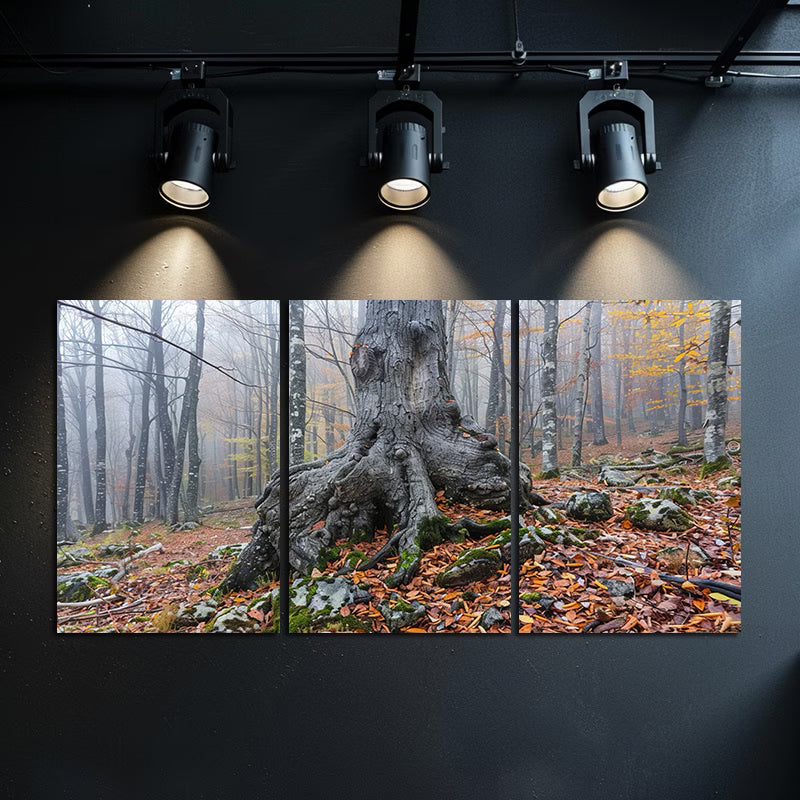 3pcs Old Gnarled Tree in Autumn Forest Wall Art Set Canvas Framed 60x90cm - High Quality Print 100% Australian Made Wall Canvas Ready to Hang