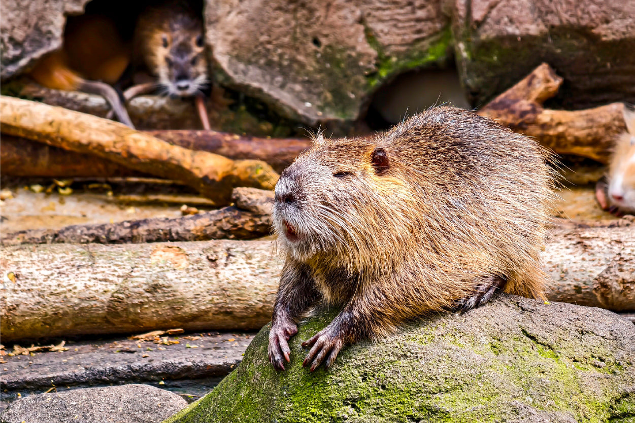 South American Nutria Sits on a Mossy Rock Wall Art Decor 100% Australian Made
