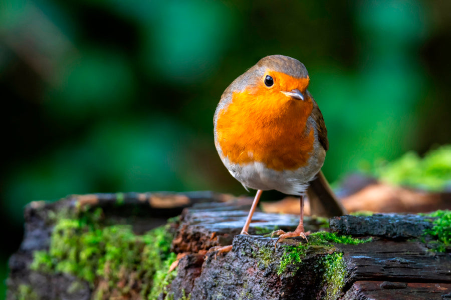 Robin Redbreast Bird a British European Acrylic Glass Print Tempered Glass Wall Art 100% Made in Australia Ready to Hang - Bella Home Decor