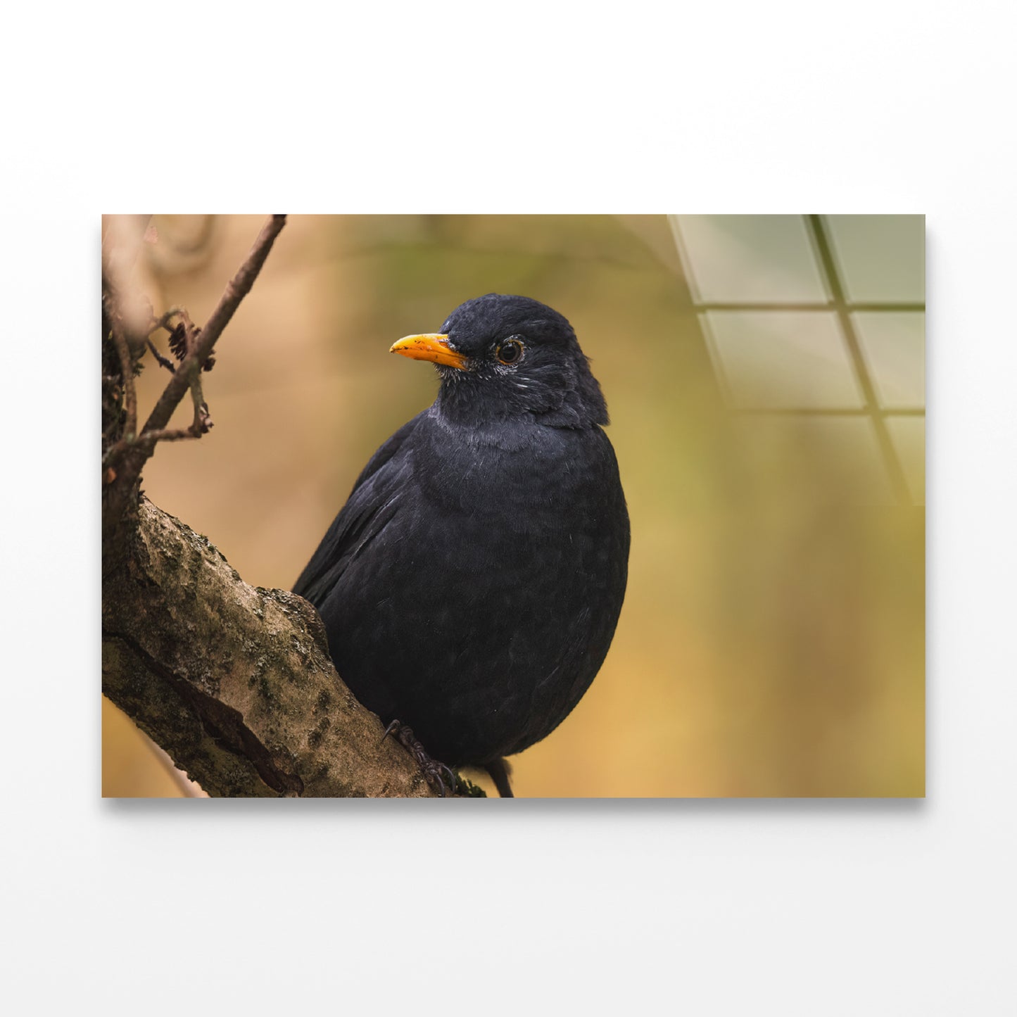 Common Eurasian Blackbird Resting Acrylic Glass Print Tempered Glass Wall Art 100% Made in Australia Ready to Hang - Bella Home Decor