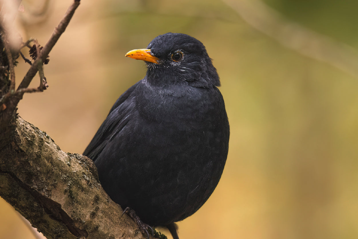 Common Eurasian Blackbird Resting Home Decor Premium Quality Poster Print Choose Your Sizes - Bella Home Decor