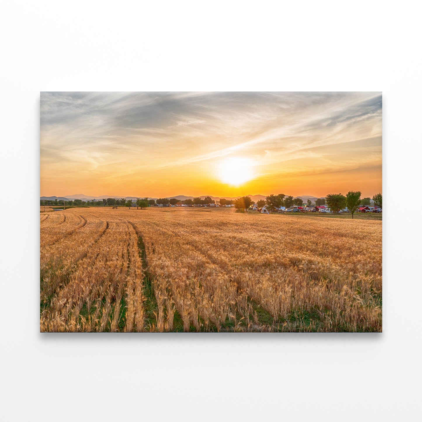 Aerial View of Nakdonggang Barley Field Wall Art Decor 100% Australian Made - Bella Home Decor