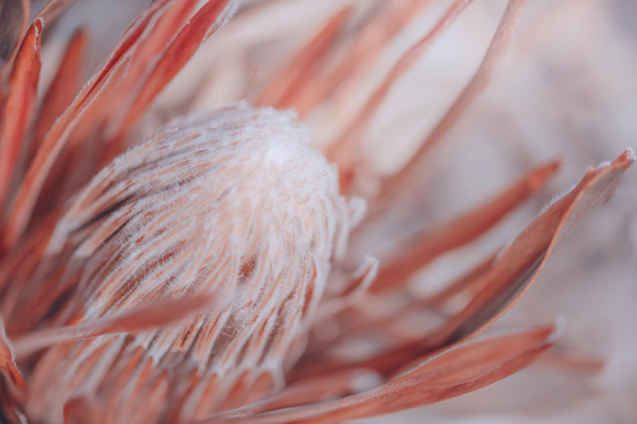 Dried Protea Plant. Floral Background Acrylic Glass Print Tempered Glass Wall Art 100% Made in Australia Ready to Hang - Bella Home Decor