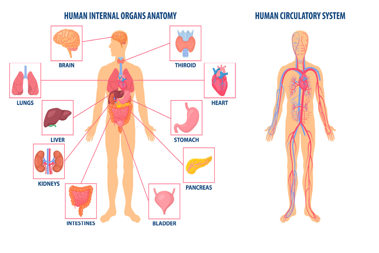 Anatomy Of the Human Body Home Decor Premium Quality Poster Print Choose Your Sizes - Bella Home Decor