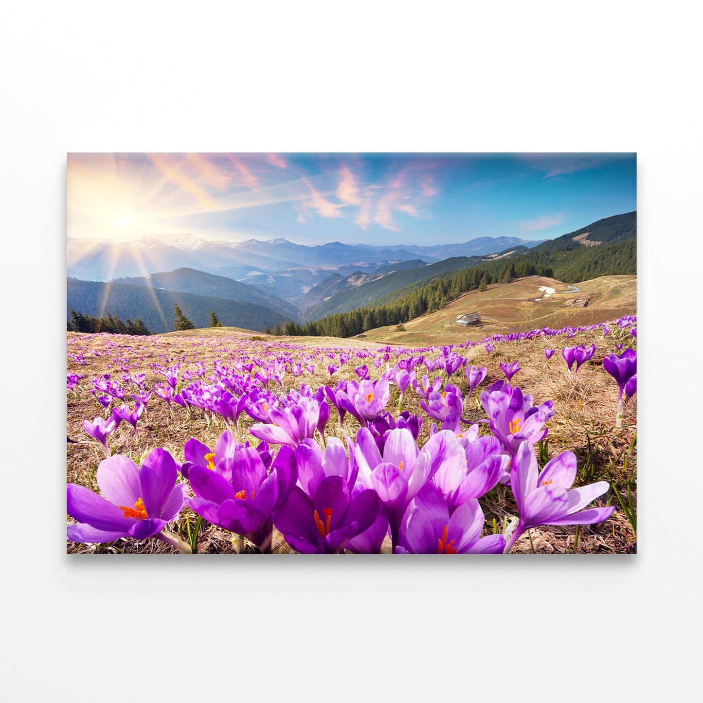 Spring Landscape with Crocuses, Carpathians Wall Art Decor 100% Australian Made - Bella Home Decor