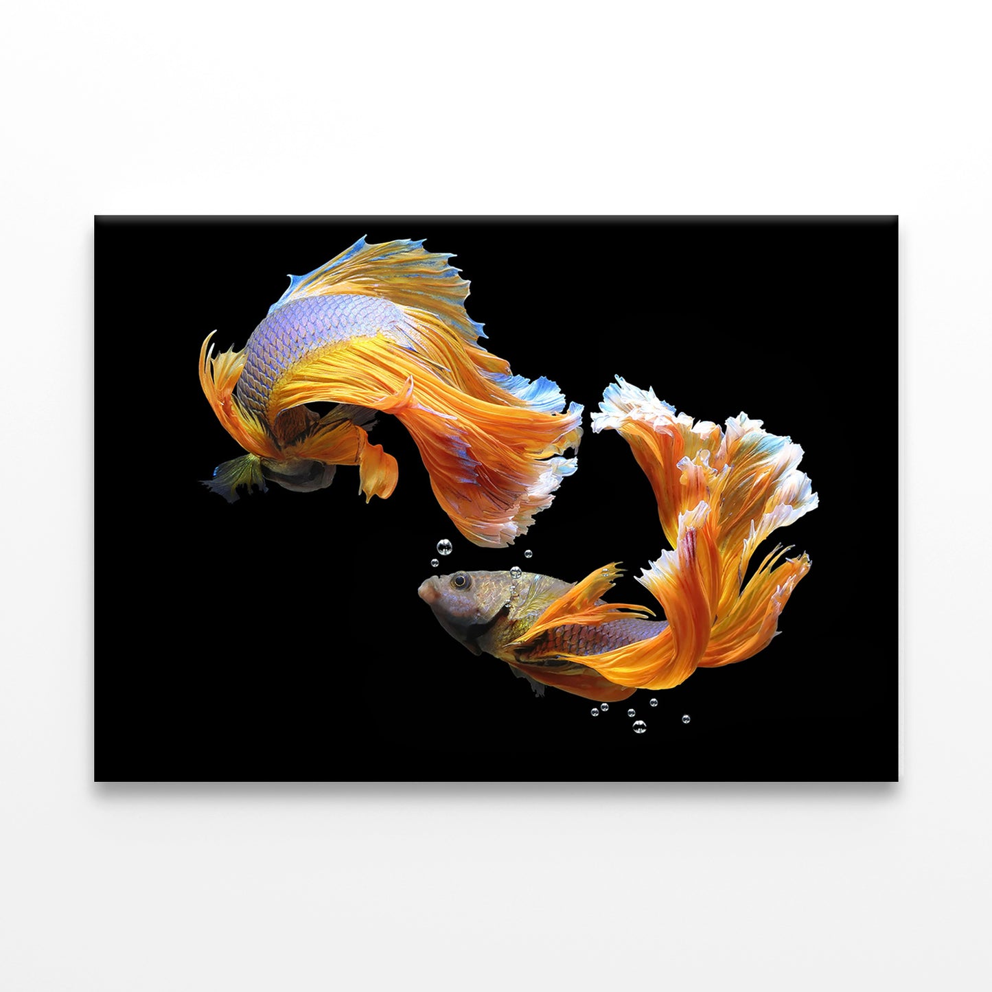 Fighting Fish Wall Art Decor 100% Australian Made - Bella Home Decor