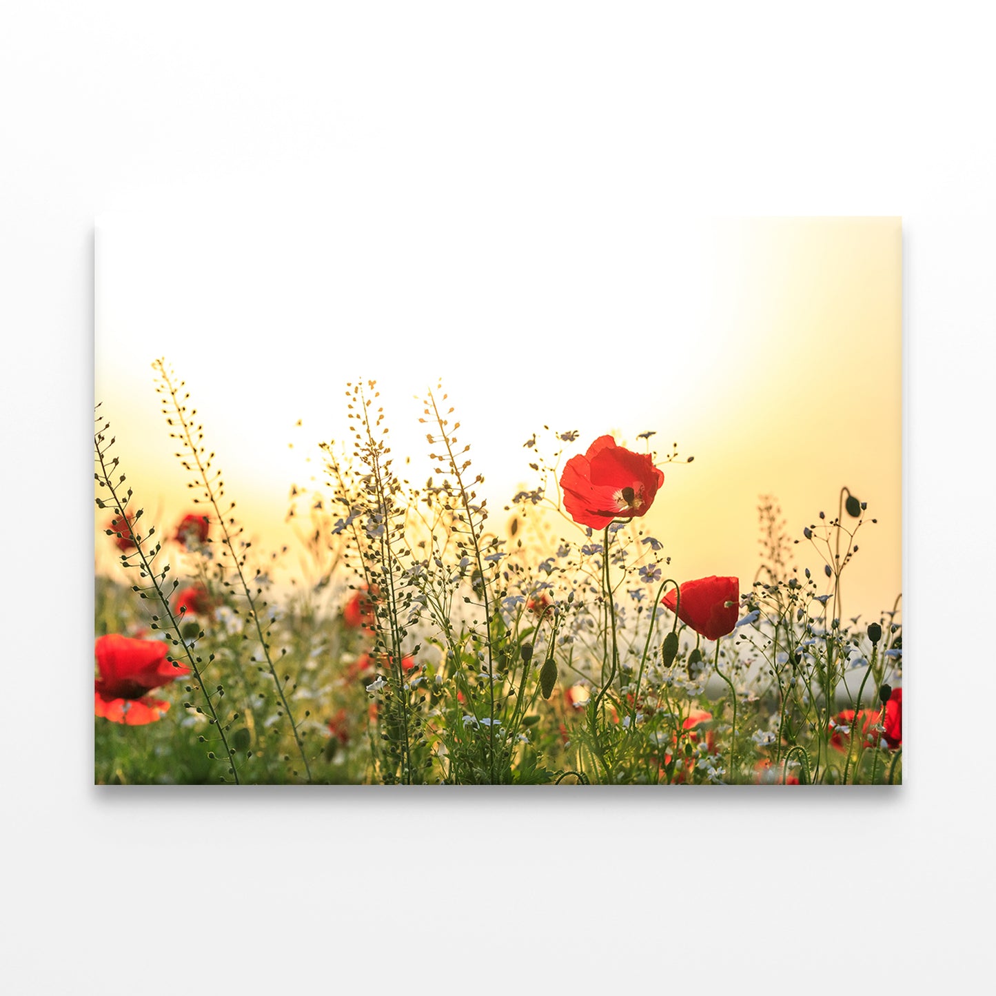Red Poppy Flowers in Spring Field Wall Art Decor 100% Australian Made - Bella Home Decor