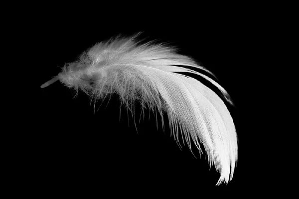 White Feather Closeup B&W View Photograph 90x60cm Print 100% Australian Made - Bella Home Decor