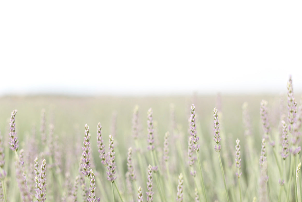 A Field Of Lavender with Grass and Plants Home Decor Premium Quality Poster Print Choose Your Sizes - Bella Home Decor