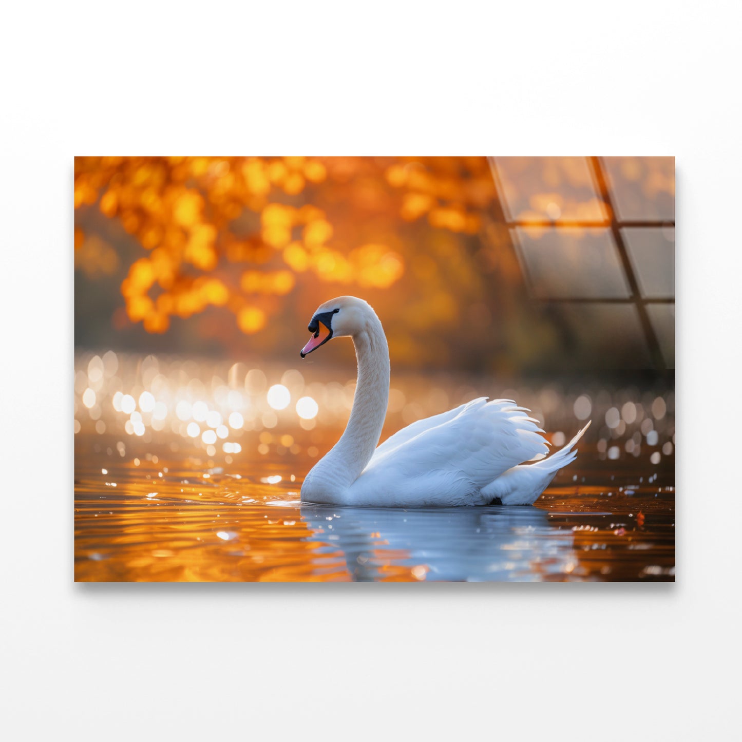 Swans on Autumn Pond View Acrylic Glass Print Tempered Glass Wall Art 100% Made in Australia Ready to Hang
