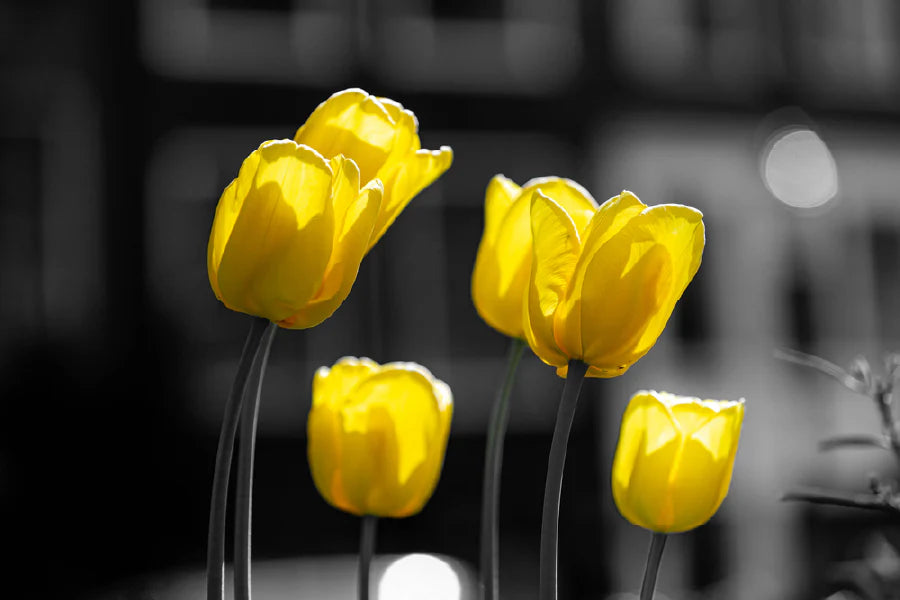 Yellow Tulip Flowers B&W View Photograph 90x60cm Print 100% Australian Made - Bella Home Decor