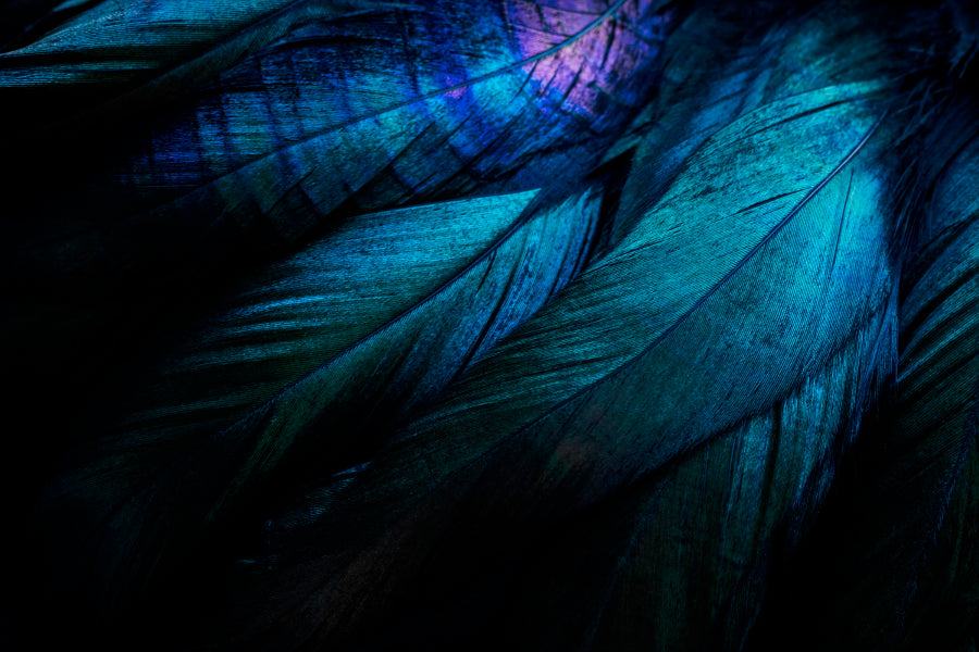Stylish Dark Feather Closeup View Wall Art Decor 100% Australian Made - Bella Home Decor