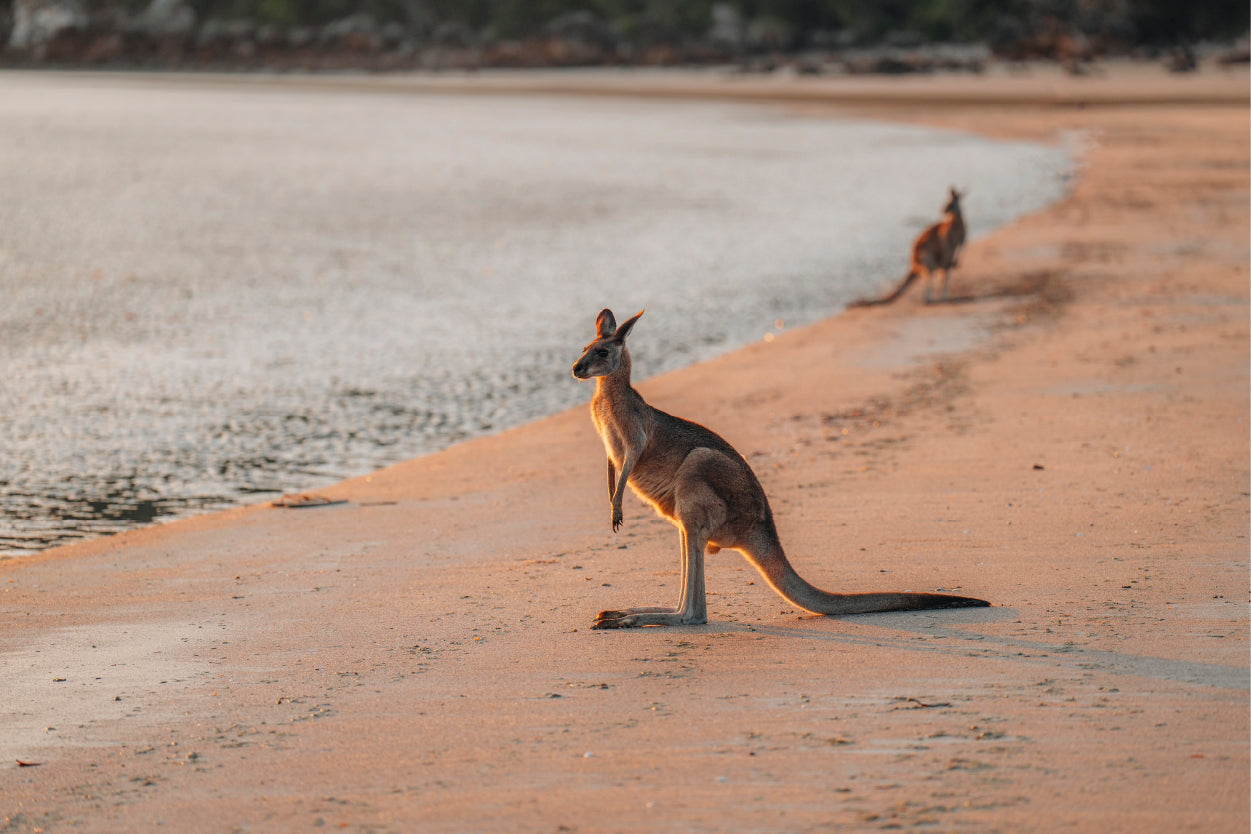 Kangaroo Wallaby Beach Queensland Wall Art Decor 100% Australian Made