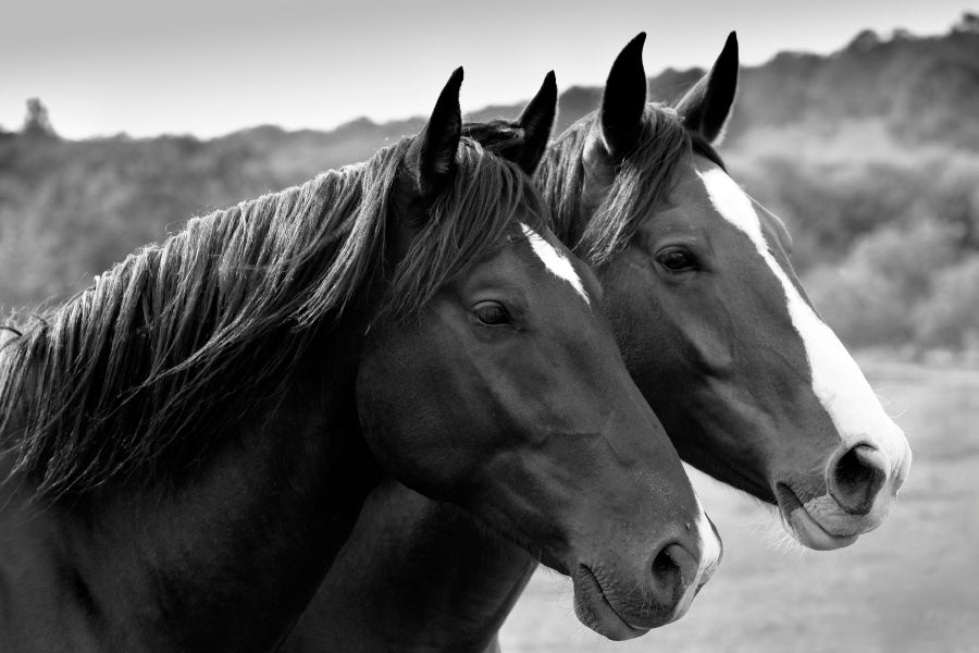 Two Horses in A Meadow B&W Wall Art Wall Art Decor 100% Australian Made - Bella Home Decor