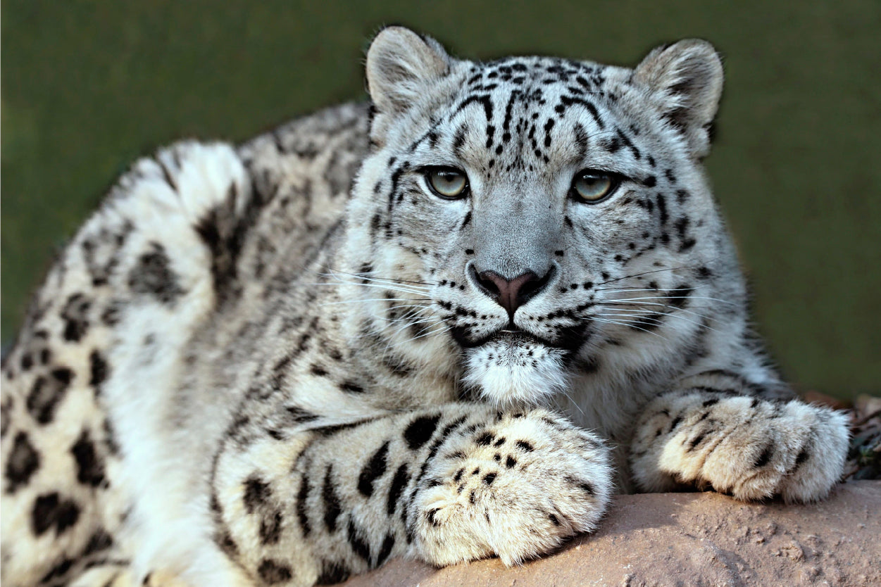 A Solitary Snow Leopard Crouching Atop a High Himalayan Crag Wall Art Decor 100% Australian Made