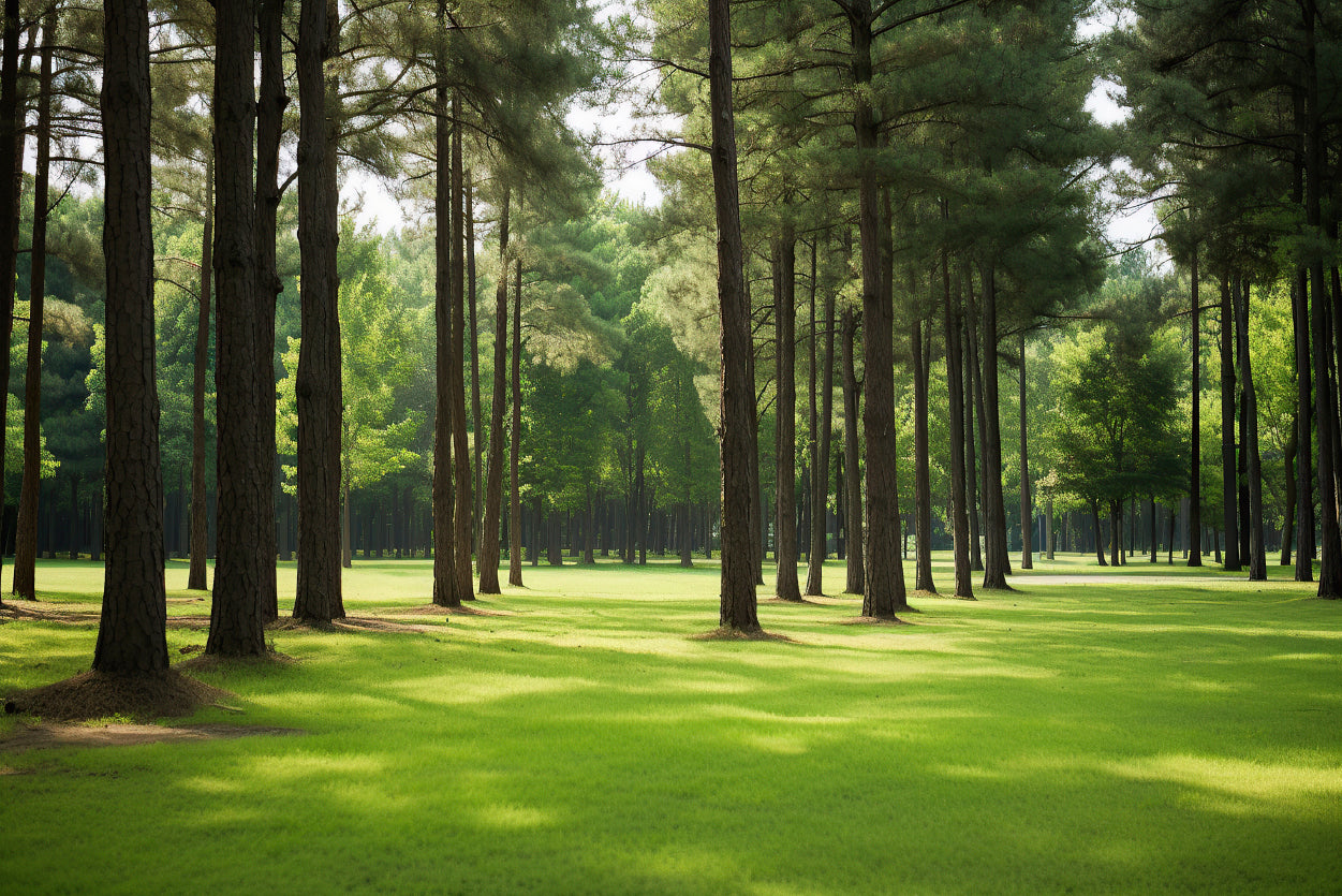 Pine Trees Line the Forest Home Decor Premium Quality Poster Print Choose Your Sizes - Bella Home Decor