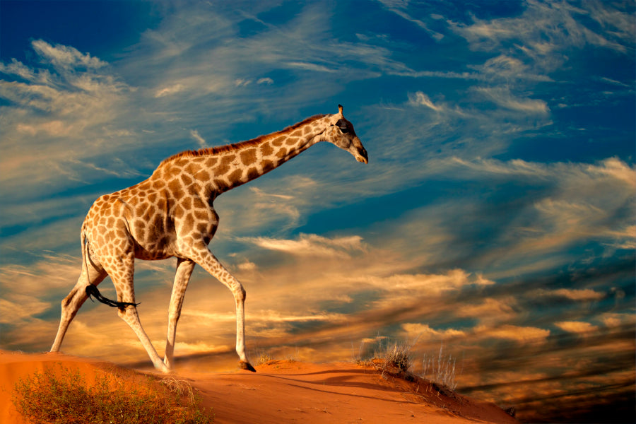 Giraffe Walking On A Sand Dune Glass Framed Wall Art, Ready to Hang Quality Print