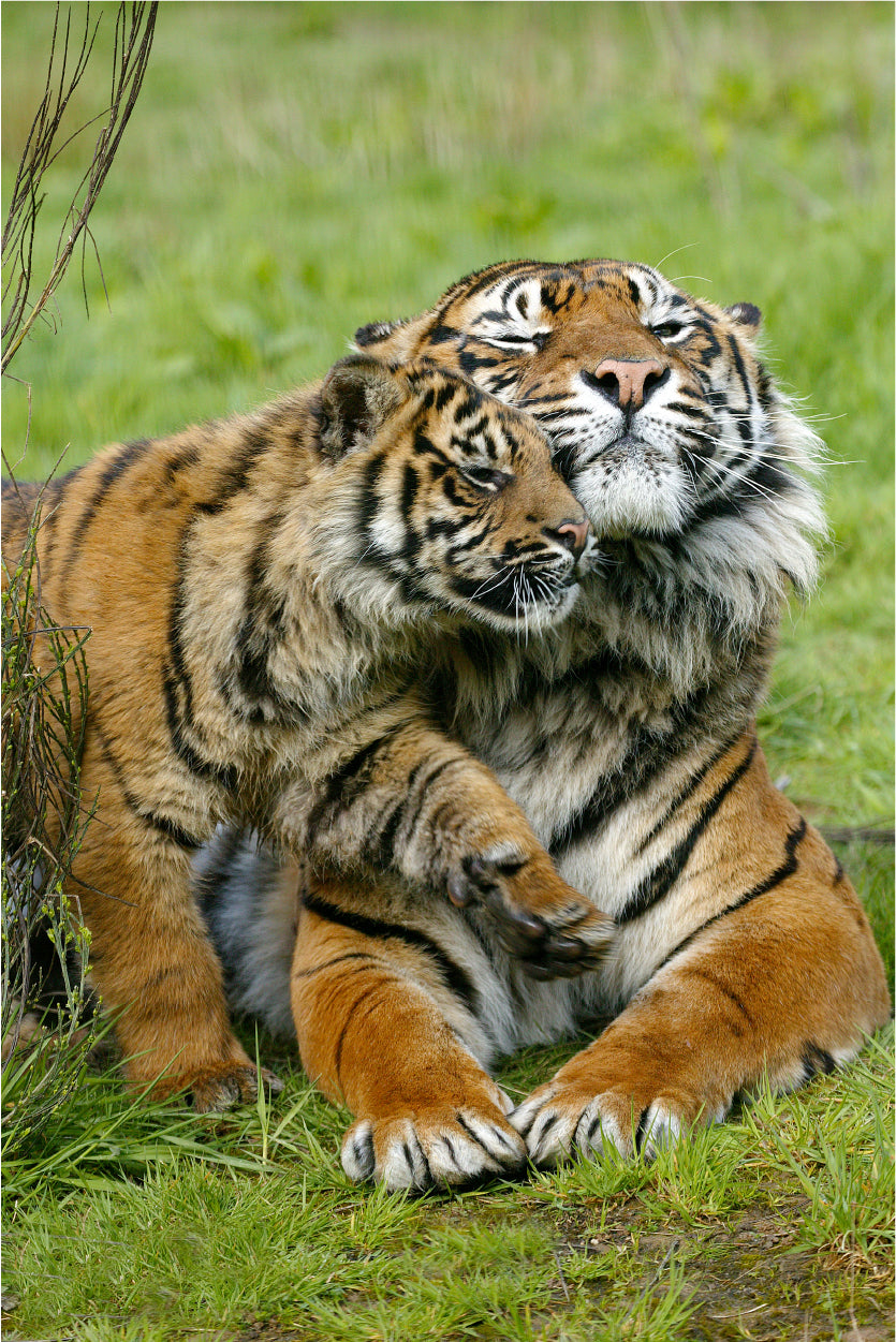 Sumatran Tiger Female with Cub Wild Animals Wall Art Decor 100% Australian Made