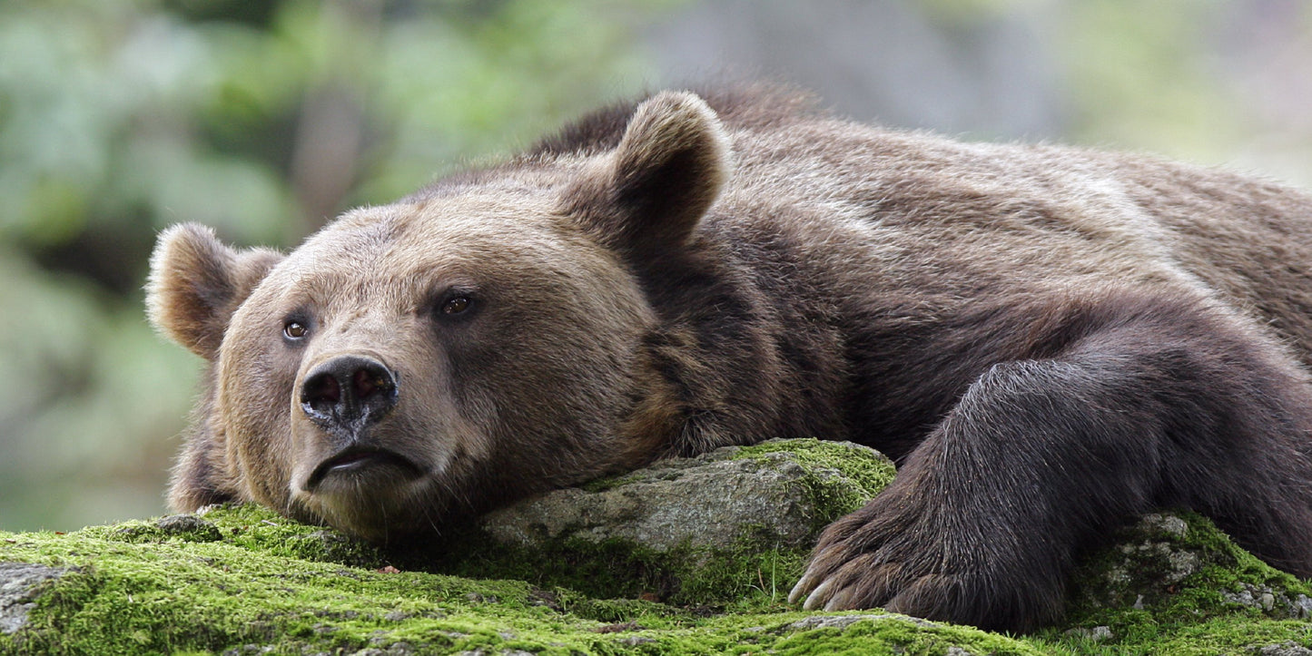 Brown Bear Grizzly Wildlife Wall Art Canvas Office Home Room Framed 120x60cm