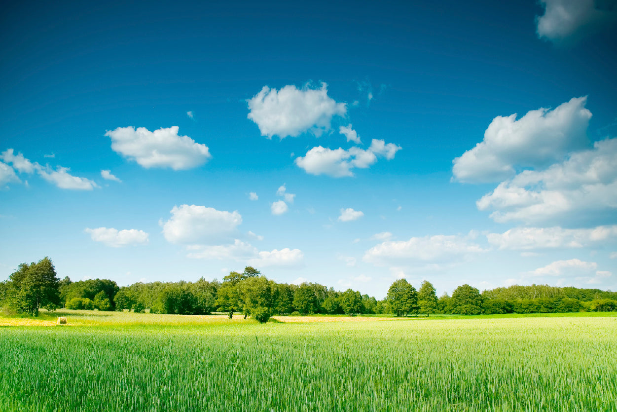 A Large Green Field with Trees under a Blue Sky Home Decor Premium Quality Poster Print Choose Your Sizes - Bella Home Decor