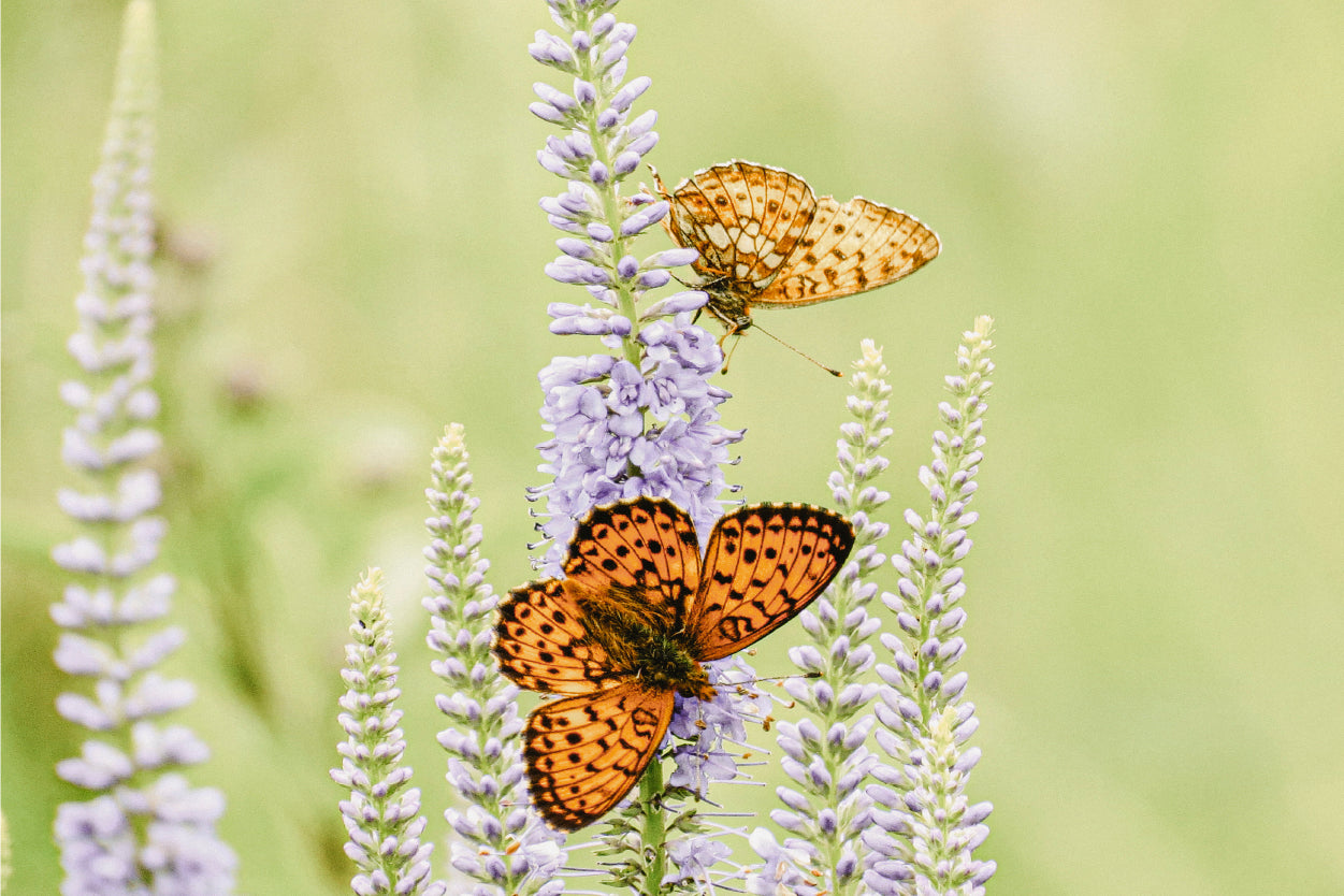 Soft Green and Purple Orange Butterfly and Lavender Flower Wall Art Decor 100% Australian Made