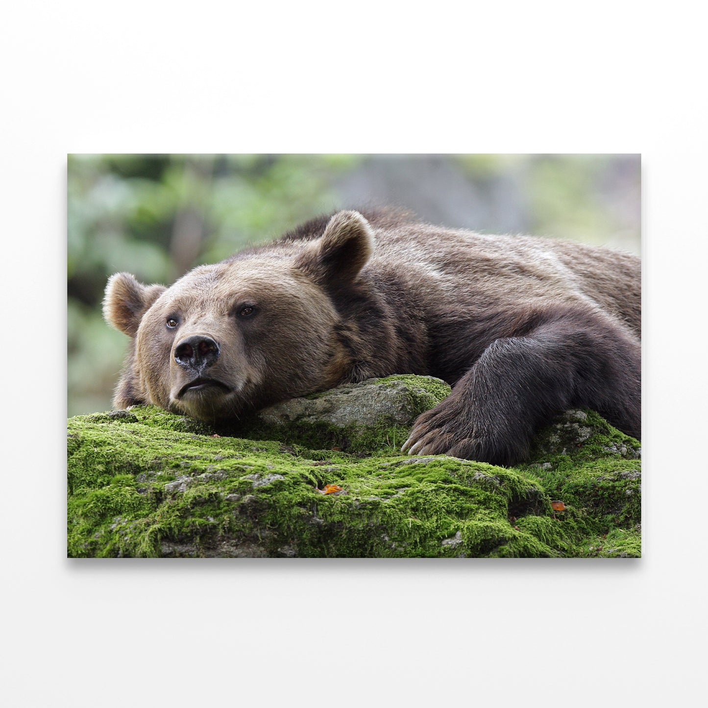 Resting Brown Bear Wall Art Decor 100% Australian Made - Bella Home Decor