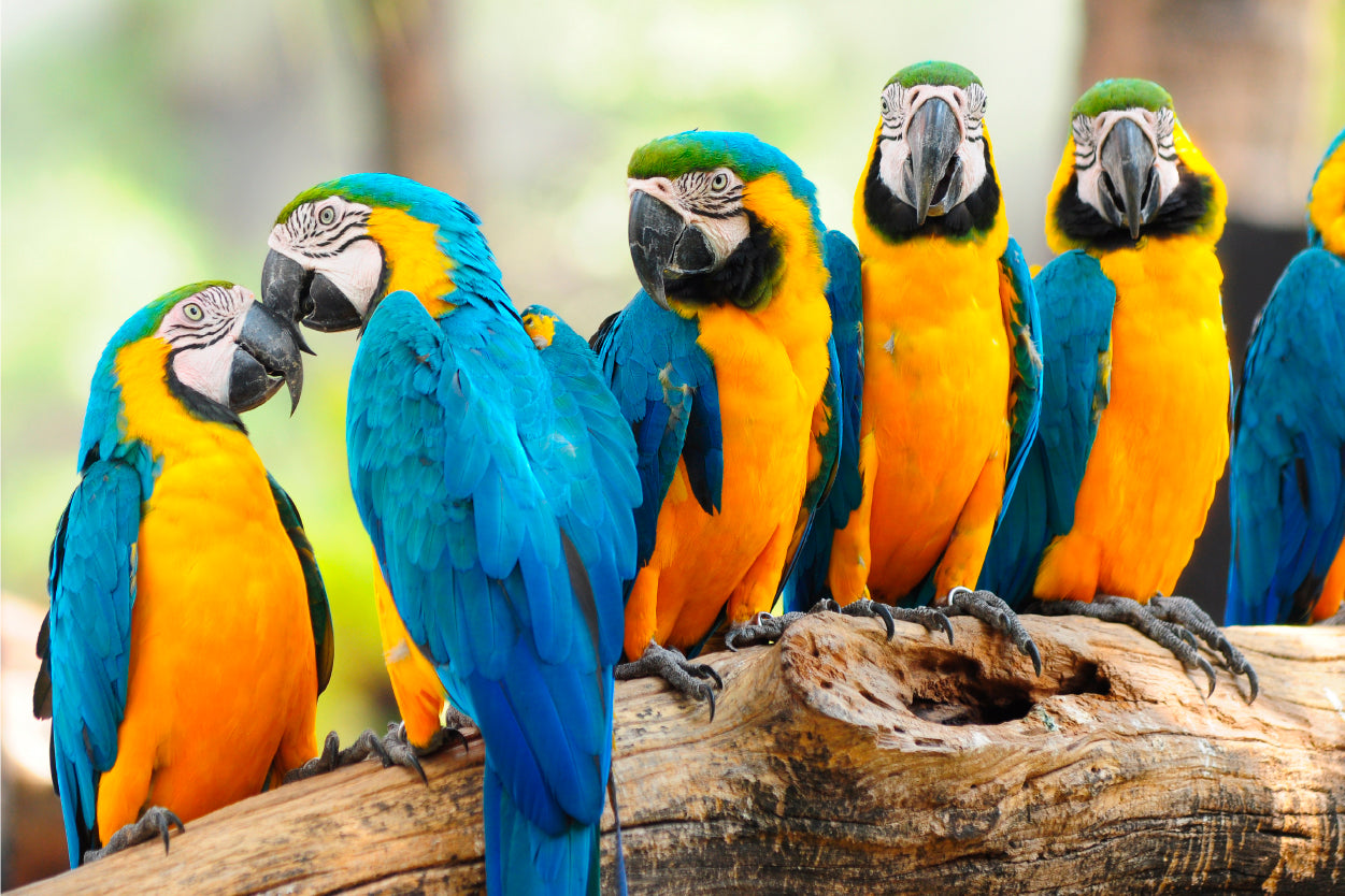 Blue and Yellow Macaw Parrot Wall Art Decor 100% Australian Made