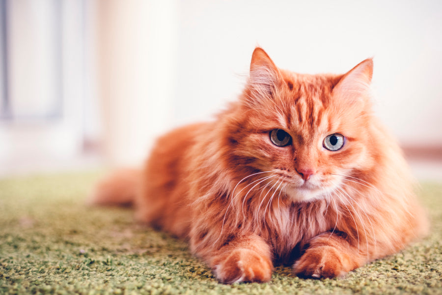Beautiful Red Fluffy Cat with Green Eyes Home Decor Premium Quality Poster Print Choose Your Sizes - Bella Home Decor