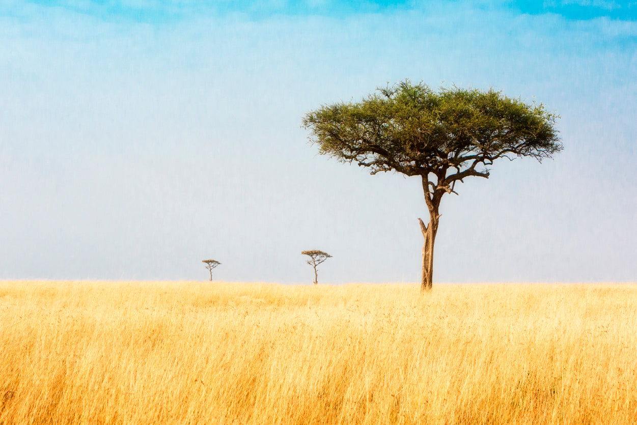 Trees in Grasslands of Kenya Africa Home Decor Premium Quality Poster Print Choose Your Sizes - Bella Home Decor