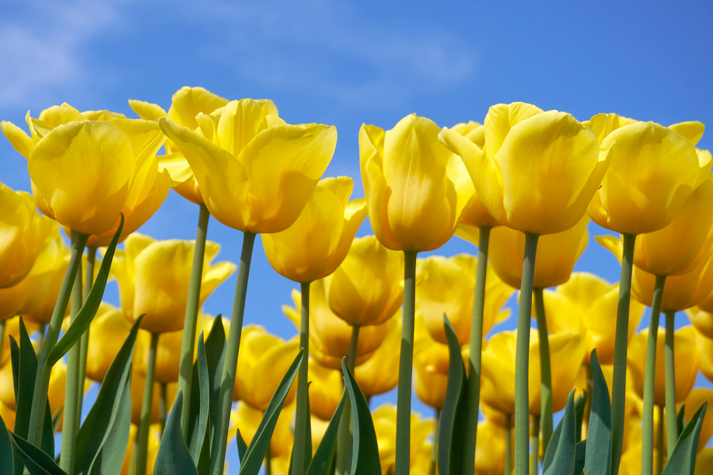 Netherlands Yellow Tulips in Full Bloom Wall Art Decor 100% Australian Made - Bella Home Decor