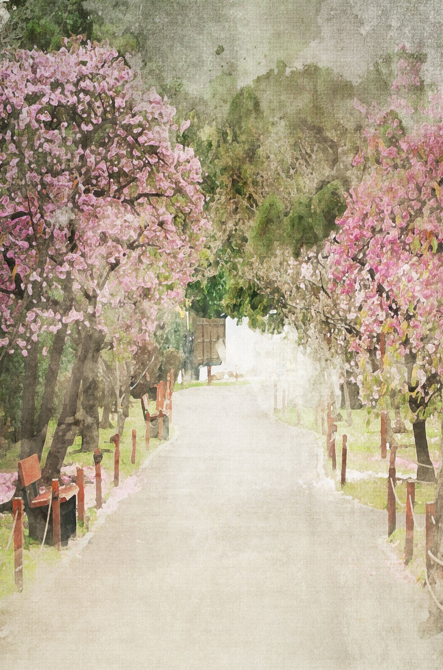 Pink Cherry Blossom Park Path 60x90cm Metal Print Ready to Hang
