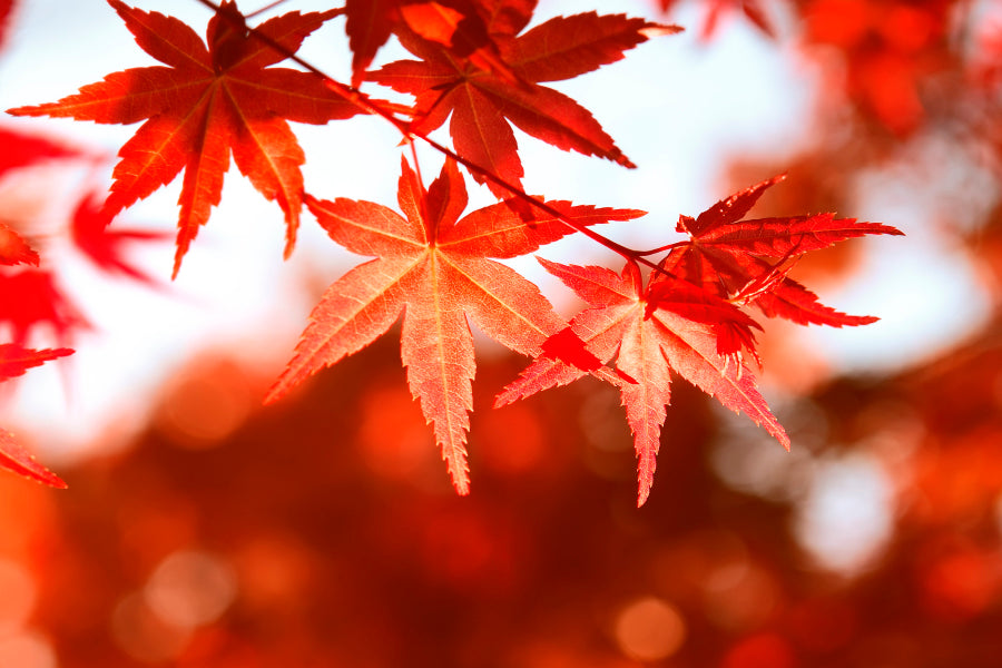 Autumn Leaves Closeup View Acrylic Glass Print Tempered Glass Wall Art 100% Made in Australia Ready to Hang - Bella Home Decor