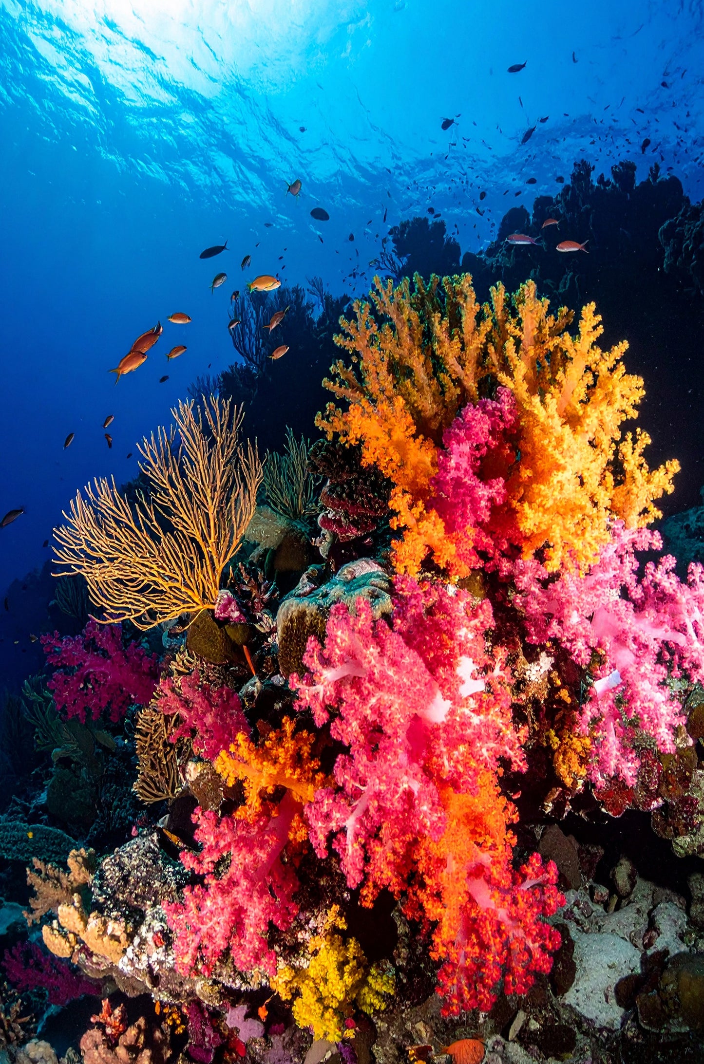 Tropical Ocean Coral Reef 60x90cm Metal Print Ready to Hang